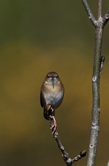 David Plant Photography - Wildlife Photographer - Grasshopper warbler - C